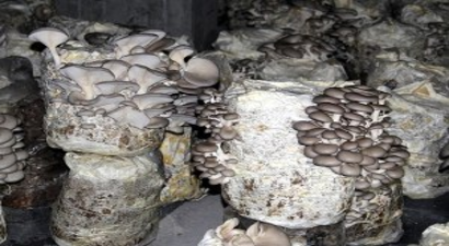 Bodrum katında kültür mantarı yetiştiriyor