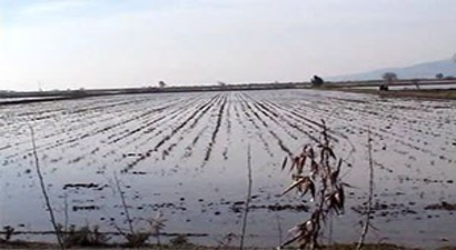 Büyük Menderes Nehrindeki Su Taşkını Söke Ovasını Vurdu