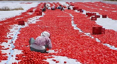 Bazı tarım ürünlerinde destek priminin artırılması kararı