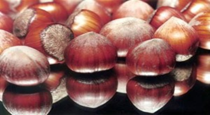 Düzce`de Aralık Ayında 3 Bin 929 Ton İç Fındık İhracatı Gerçekleştirildi