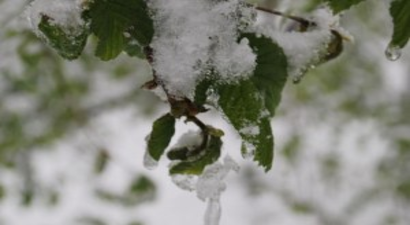 Ege Bölgesi`nde Üç Günük Zirai Don İkazı Yapıldı