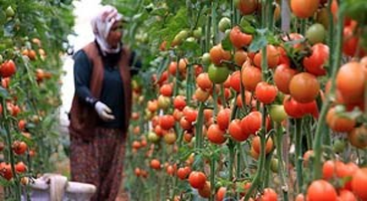 Güz Domatesi Üreticileri Sevindirdi