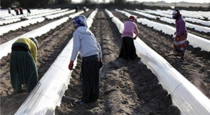 İlk Hasat Edilecek Yerli Karpuzun Fideleri Toprakla Buluştu