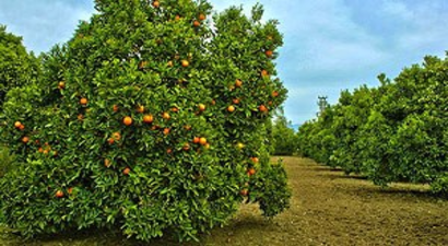 İstanbul`da Para Eden Portakal Antalya`da Dalında Çürüyor