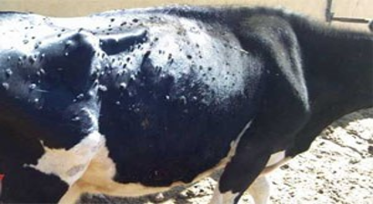 İtlaf çare olmadı sıra aşıda