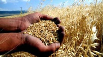 Kar Yağışı Buğdaya Yaradı