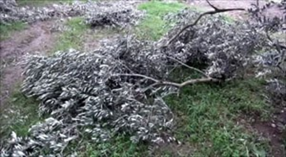 Zeytin Ağaçları Baltayla Değil Karla Kırıldı