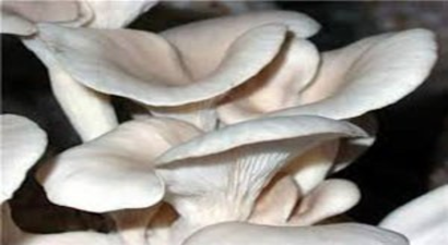 Arazisiz Kalan Köylünün Yeni Geçim Kaynağı `İstiridye Mantarı`