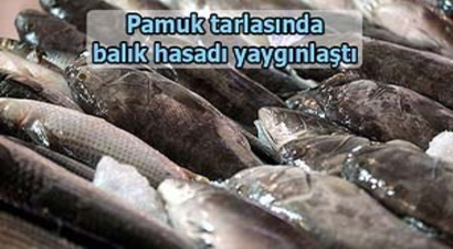 Ege`nin pamuk tarlalarında balık hasadı yaygınlaştı