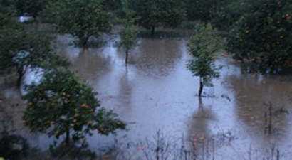 Portakal bahçeleri sular altında