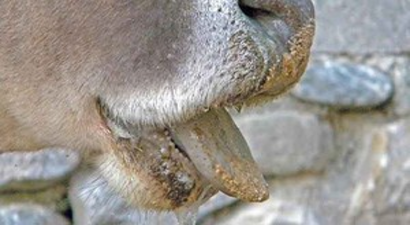 Güney Kore`deki Şap Hastalığı, Ülkenin İkinci Başkentine Sıçradı