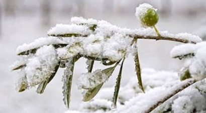 Soğuk Hava ve Don, Zeytinciliği Tehdit Ediyor