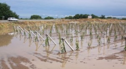 Tarım Arazilerinde Yağış Bereketi