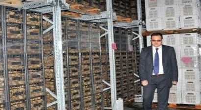 Yalova, 20 Bin Ton Kivi Rekoltesi Hedefliyor