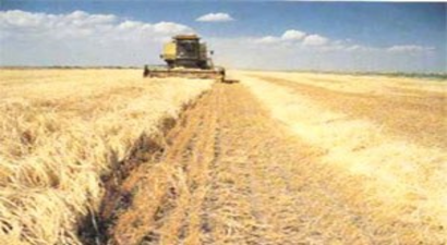 Tarımda Üretici ve Üretim Yaptıranlara Faiz İndirimli Kredi Verilecek