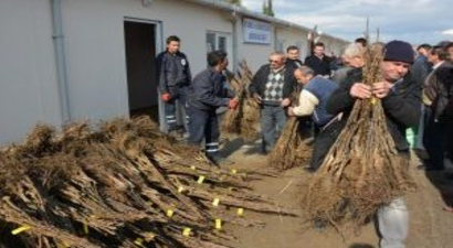 Yuntdağlı Çiftçilere 3 Bin Ceviz Fidanı Dağıtıldı