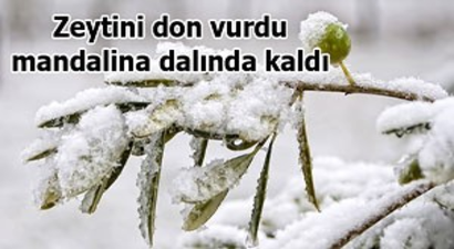 Ege`de mandalina ve zeytin dona kaldı