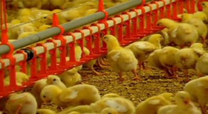 Almanya Erkek Civciv İtlafına Son Verme Peşinde