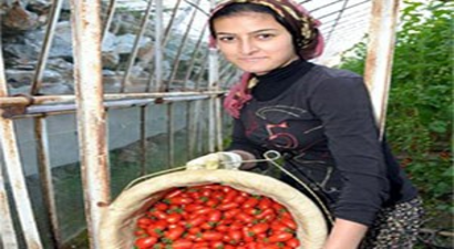 Alanya`da Üretici Örtü Altına Yöneldi