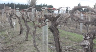 Üzüm Üreticilerine Sigorta Uyarısı