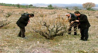 Denizli`de Bağ ve Meyvelerde Don Zararı Tespit Çalışması Başladı