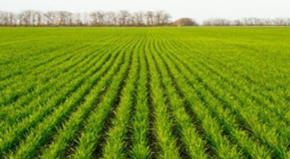 FAO: Kış Tahılları Umut Vaat Ediyor