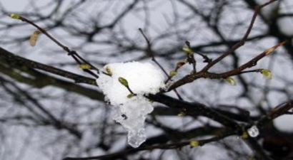 Fındık Üreticisine Don ve Sigorta Uyarısı