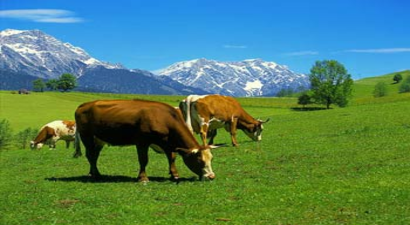 Tigem, Sudan`da Çiftlik Kuracak