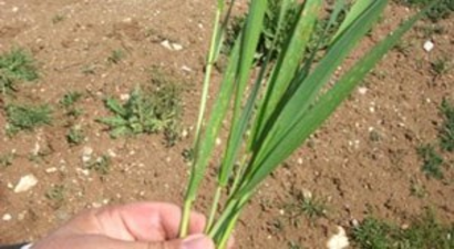 Nevşehir`de Hububat Ekili Alanlarda Ürün Çıkış Kontrolü Yapıldı