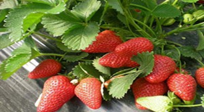 İşkur`dan Çilek Yetiştiricilerine Eğitim Desteği