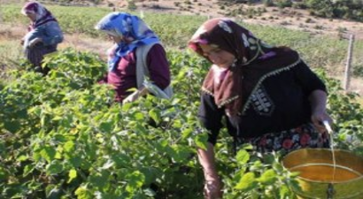 Tarımda Kadın Girişimciliğinin Güçlendirilmesi Programı