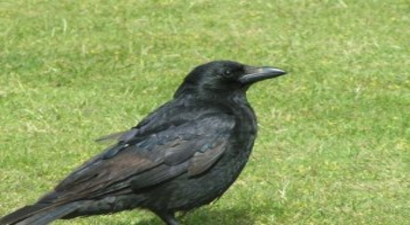 Besle Kargayı, Al Hediyeyi