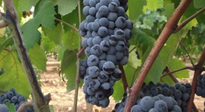 Organik üzümde fiyat 2 katına çıktı