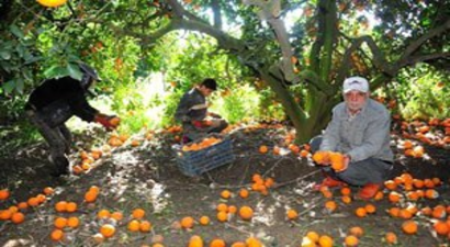 Portakalın Kilosu Bahçede 6 Kuruşa Düştü