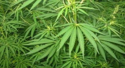 Samsun`da Kenevir Eğitimi