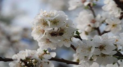 Silifke`de Erik Ağaçları Çiçek Açtı