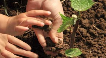 Çiftçiler, Sahte ve Taklit Gübreye Karşı Uyarıldı