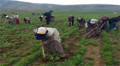 Mevsimlik Tarım İşçilerinin Günlük Ücretleri Arttı
