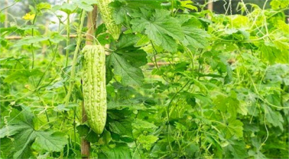 Bitki Koruma Ürünlerinin İthalatında Elektronik Dönem