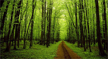 Ağaçlarda Verimin Artması İçin İlkbahar Başlangıcında Bakım Yapılıyor