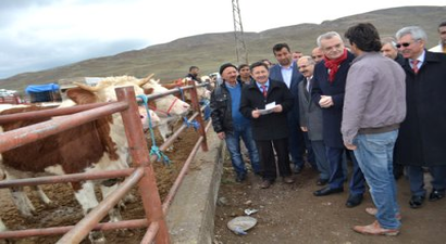 Çankırı`da Çiftçilere `Hayvancılık Desteği` Sürüyor