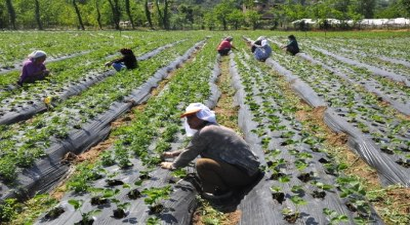 Doğu Karadeniz`de Tarım İstihdamı Düştü