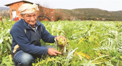 Soğuk ve don tarımda sigortayı patlattı
