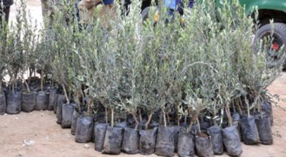 Karaman`da Çiftçilere Meyve Fidanı Dağıtıldı