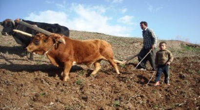 Siverekli Çiftçiler, Karasabanla Tarım Yapıyor