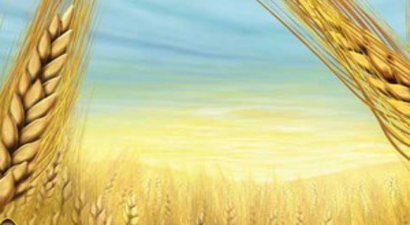 Tarımsal Desteklemeler Gap Çiftçisine `Can Suyu` Oldu