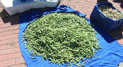 Konya`da En Fazla Taze Fasulye Derbent`te Üretiliyor