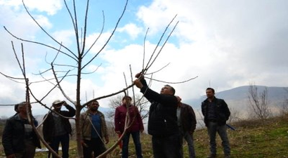 Sultanhisar`da Kiraz Üreticilerine Budama Eğitimi Verildi