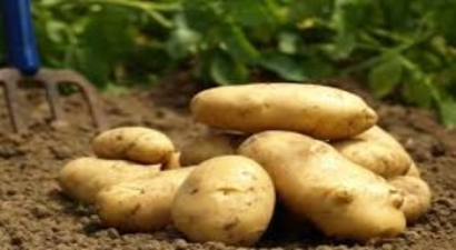 Patatesin Kilosu 4 Liraya Dayandı