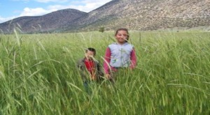 Yağışlar Aydınlı Üreticinin Yüzünü Güldürdü